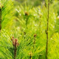 真っ直ぐに伸びる松の若芽