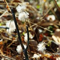 風に吹かれて舞い散りそうな草の種