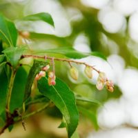 馬酔木（アセビ）の花