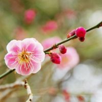 梅の花と蕾