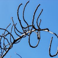 天に伸びる枝