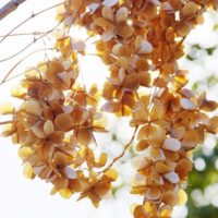 つる性植物の種