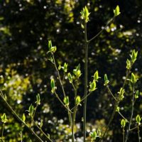 放射状に伸びてゆく花芽
