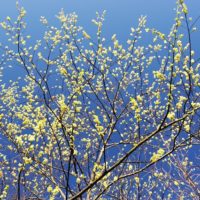 薄黄色の小さな花たち