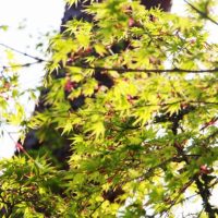 太陽の光を透過する春の若葉