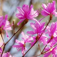 満開のピンクの花