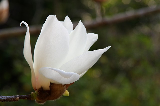 純白の花びらが美しい花
