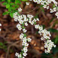 白い小さな花が満開の草木