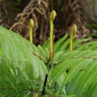 シダから伸びるぜんまい