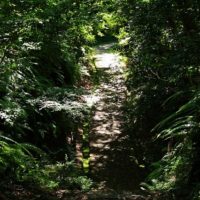 日差しが強くなってきた園路