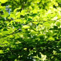 葉が生い茂る樹々