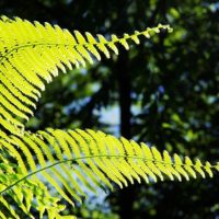 大きく育つシダの葉