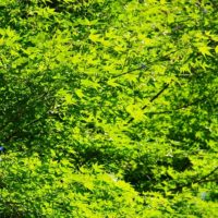 陽を浴びて一面の緑