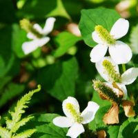 足元に咲く小さな白い花