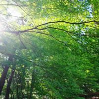 生い茂る葉の間から射す木漏れ日の光芒