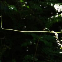 クランクのように折れ曲がる茎