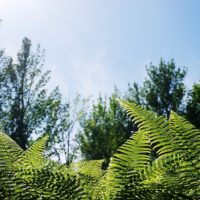 強い日差しを浴びる森林