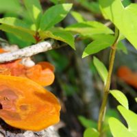 陽を浴びる草の葉とキノコ