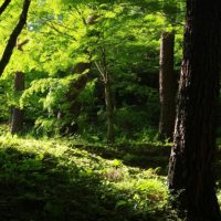 森林に射す緑の透過光