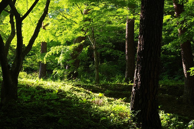 森林に射す緑の透過光