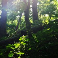 木漏れ日を浴びるアサザ