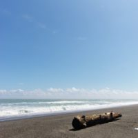 流木と海岸線
